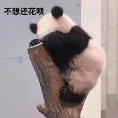 不想还花呗