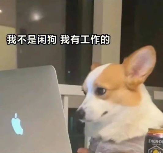 我不是闲狗我有工作的