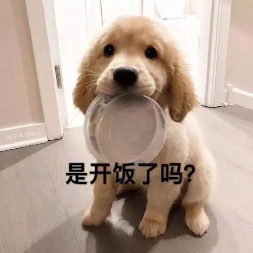 是开饭了吗？