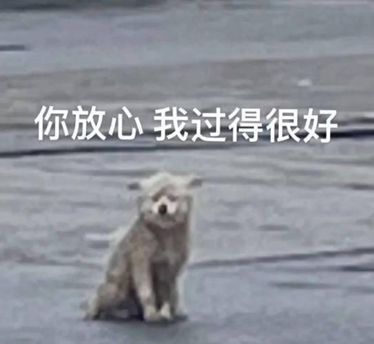 你放心我过得很好