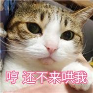 哼还不来哄我