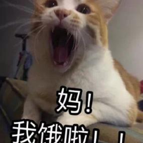妈！ 我饿啦！