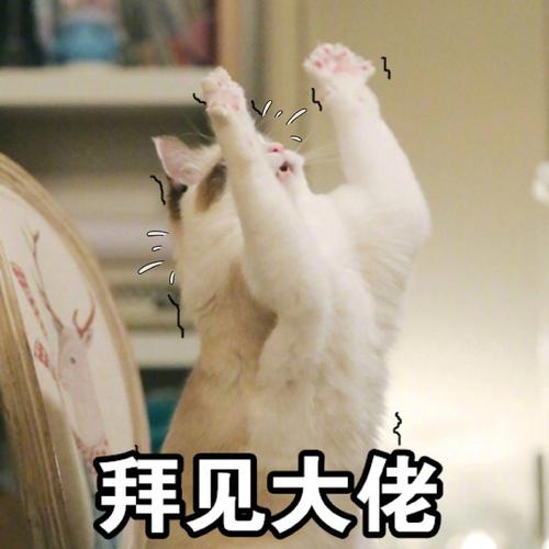 拜见大佬