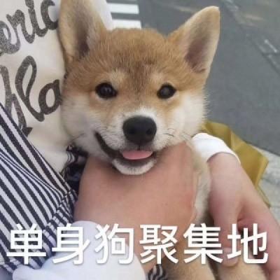 单身狗聚集地