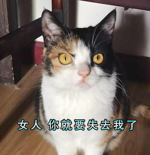 女人你就要失去我了