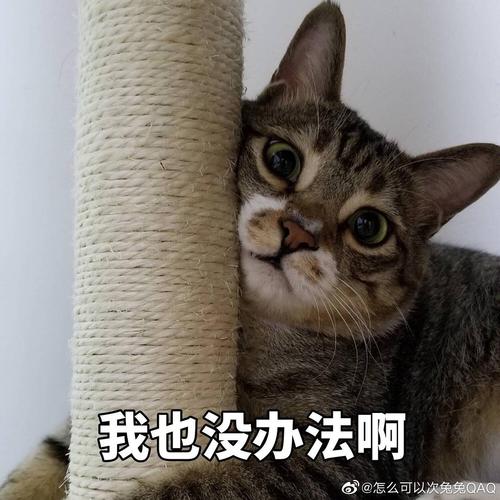 我也没办法啊 @怎么可以次免免QAQ