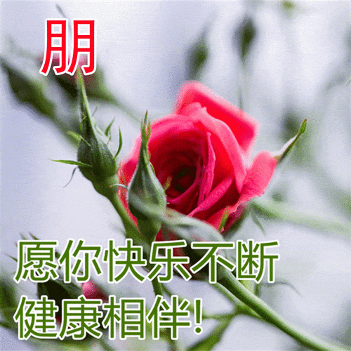 朋 愿你快乐不断 健康相伴！