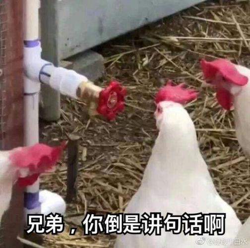 兄弟，你倒是讲句话啊 白水