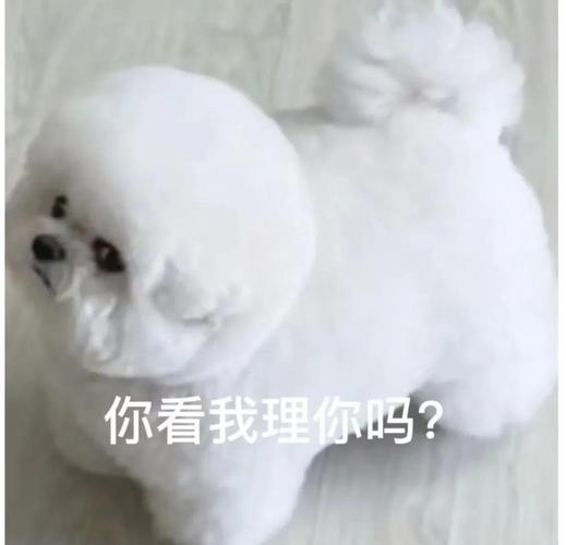你看我理你吗？