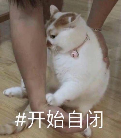 #开始自闭