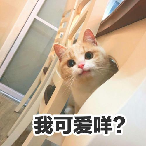 我可爱烊？