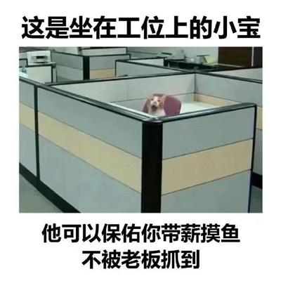 这是坐在工位上的小宝 他可以保佑你带薪摸鱼 不被老板抓到