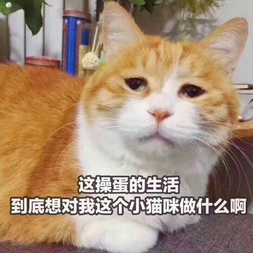 这操蛋的生活 到底想对我这个小猫咪做什么啊