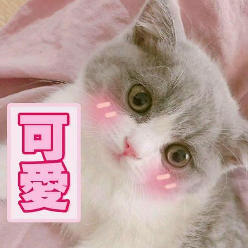 可爱
