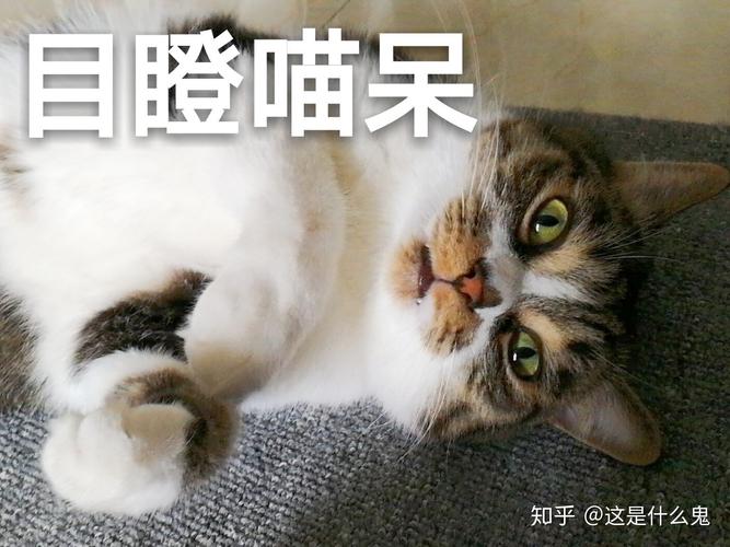 目瞪喵呆 知乎@这是什么鬼