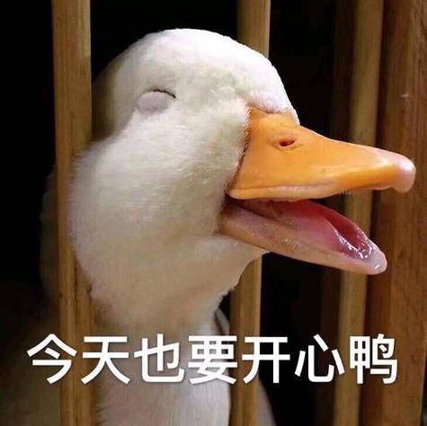 今天也要开心鸭