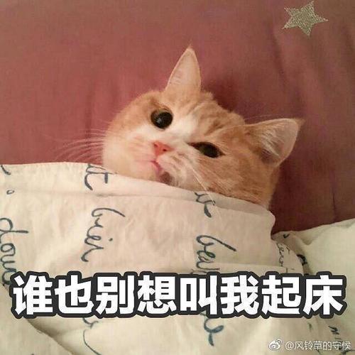 谁也别想叫我起床 @风铃草的守候