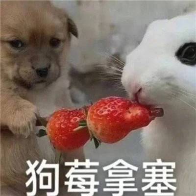狗莓拿塞