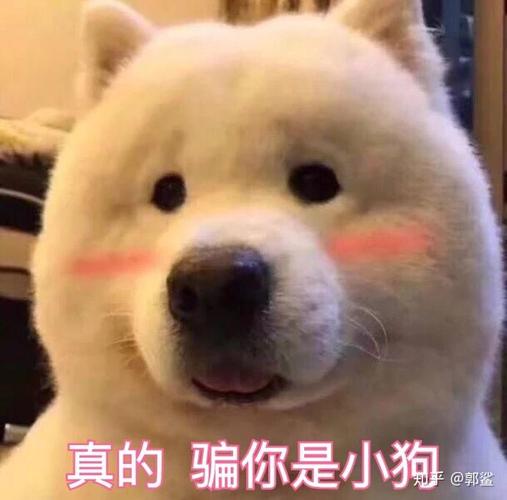 真的 骗你是小狗 @郭鲨