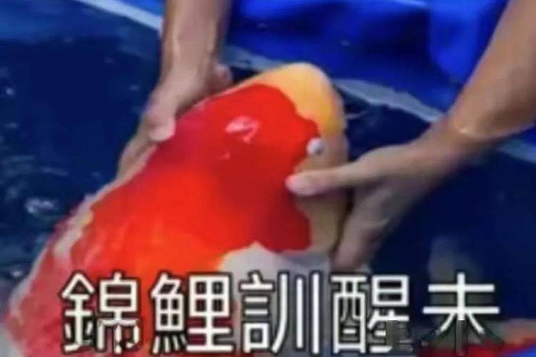 锦鲤訓醒未