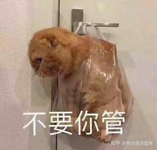 不要你管 知乎@我也很可爱呀