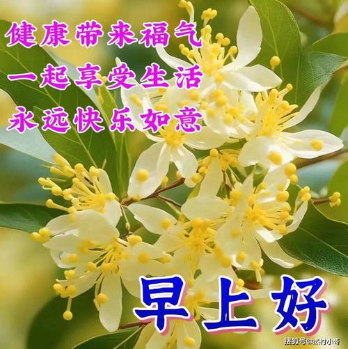 健康带来福气 一起享受生活 永远快乐如意 早上好 搜狐号@杰村小哥