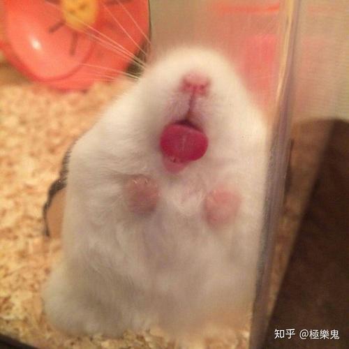 知乎@極樂鬼