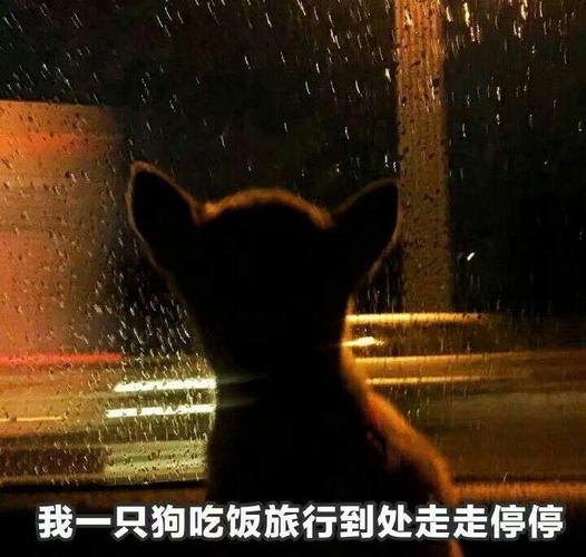 我一只狗吃饭旅行到处走走停停