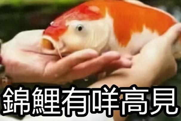 锦鲤有咩高見