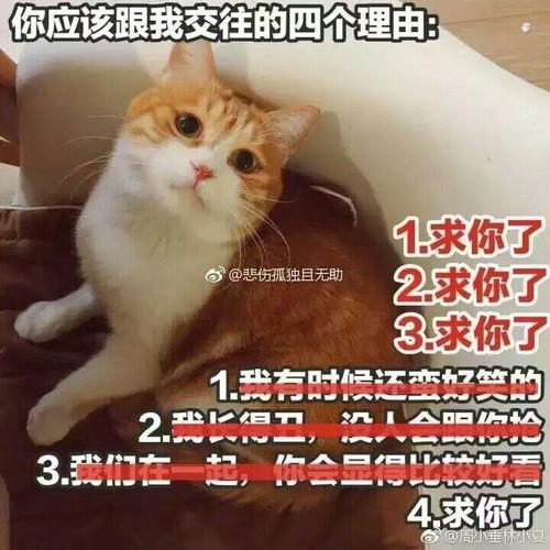 你应该跟我交往的四个理由： 1.求你了 @悲伤孤独且无助 2.求你了 3.求你了 4.求你了