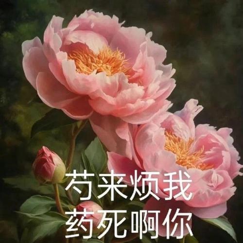 药来烦我 药死啊你
