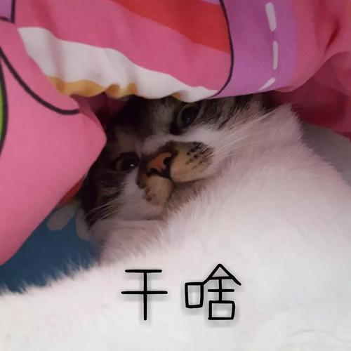 干啥 哈