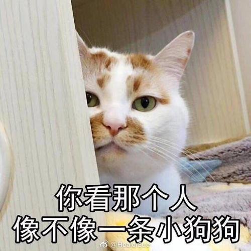 你看那个人 像不像一条小狗狗