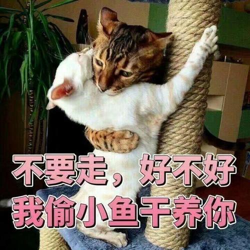 不要走，好不好 我偷小鱼干养你