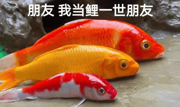朋友我当鲤一世朋友