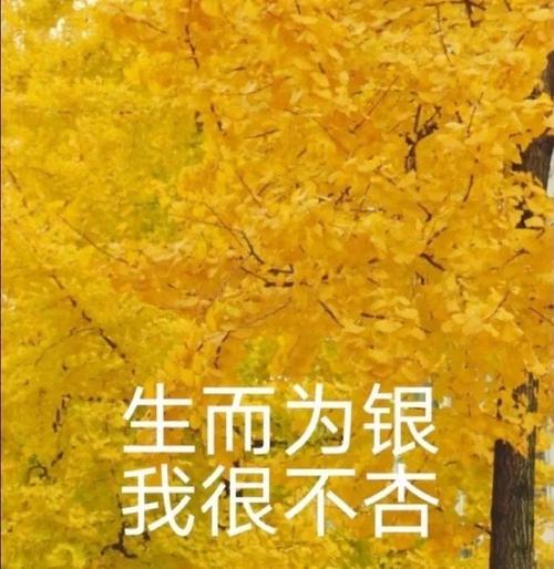 生而为银 我很不杏