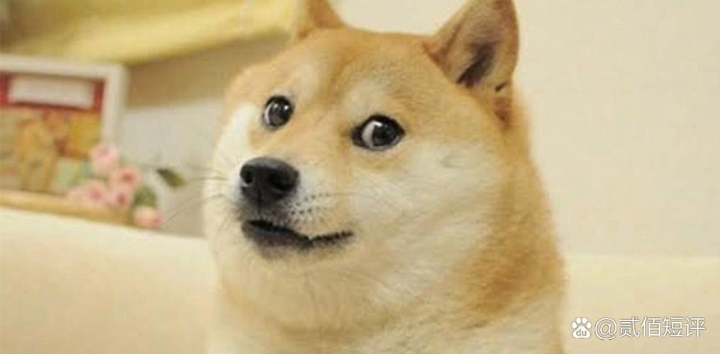 @贰佰短评