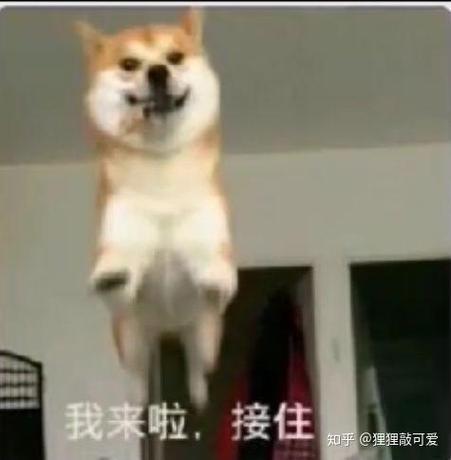我来啦，接住 知乎@狸狸敲可爱