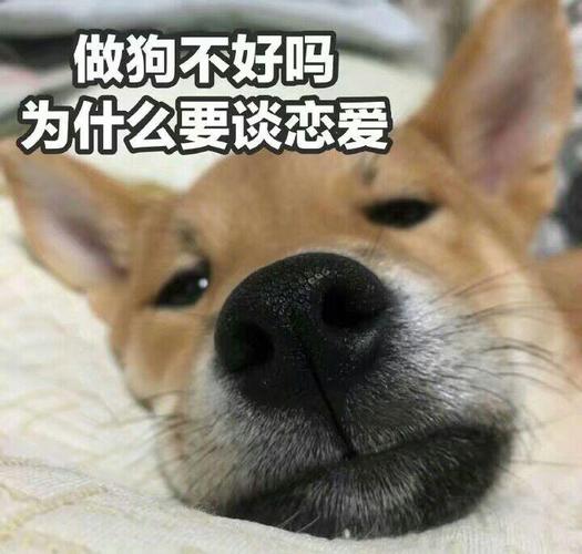 做狗不好吗 为什么要谈恋爱