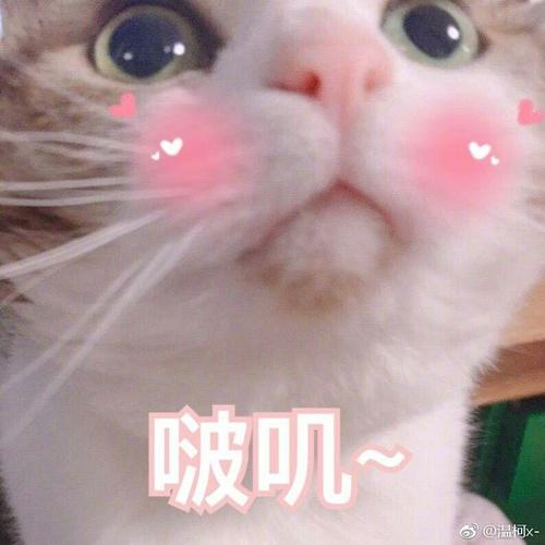 啵叽~ @温柯x
