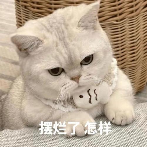 摆烂了怎样