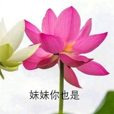 妹妹你也是