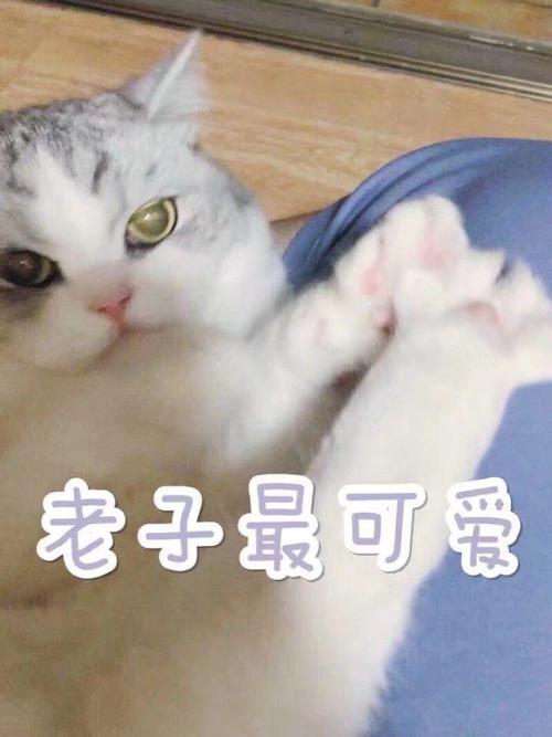 老子最可爱