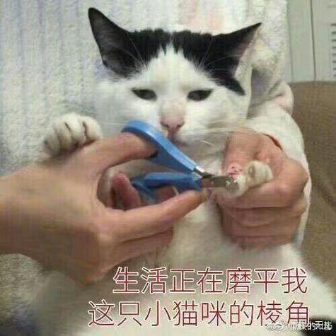 生活正在磨平我 这只小猫咪的棱角