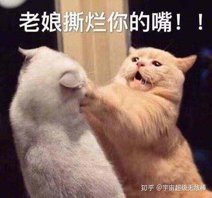 老娘撕烂你的嘴！ 知乎@宇宙超级无敌棒
