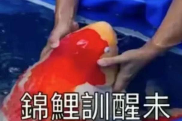 锦鲤訓醒未
