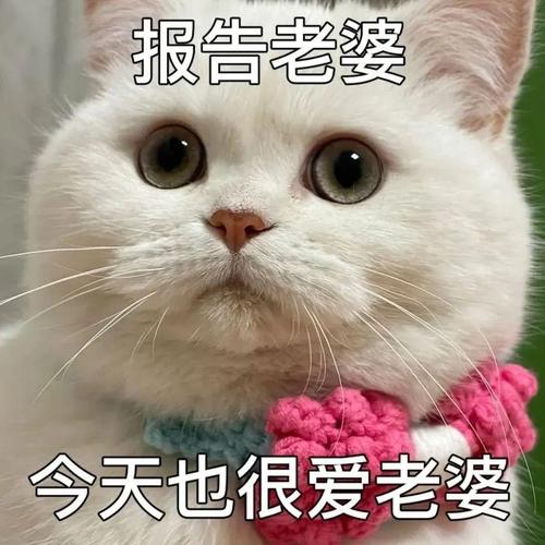 报告老婆 今天也很爱老婆
