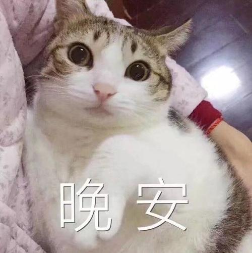 晚 安