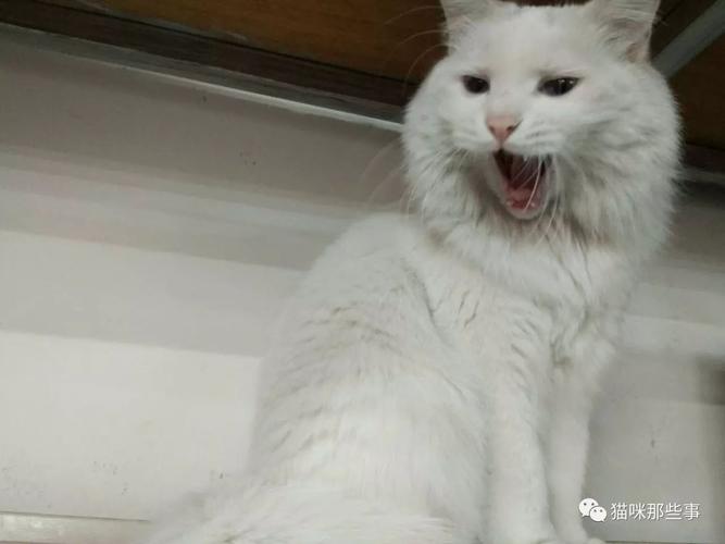 猫咪那些事