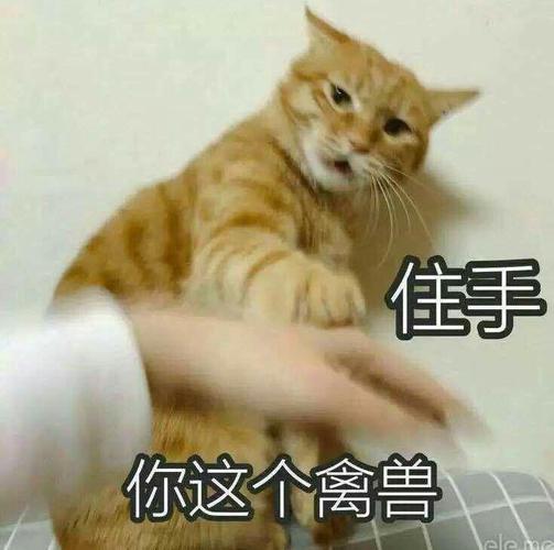 住手 你这个禽兽